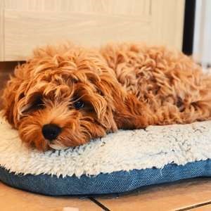 Cavapoo Puppies Near Me | Designer Breed Pups for Sale
