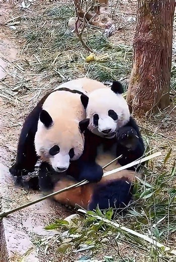 Fluffy Giant Panda: The Cutest Pets You Can Imagine