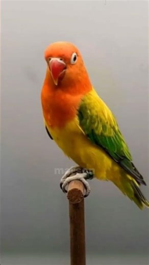 This Smart Bird Just Stole the Show! #birds