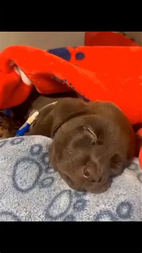 JJUUKO ABUBAKAR on Instagram: "Three weeks ago, this sweet girl and her mama were found discarded in a bin, fighting for their lives. Today, the only thing she’s fighting is sleep. Seeing her rest this peacefully—knowing she is warm, fed, and safe—is exactly why we do what we do. She is getting stronger every single day, and we couldn’t be more proud of her progress. Thank you to everyone who supports our shelter and makes these second chances possible. She’s a survivor! ❤️ #RescueJourney #Adopt