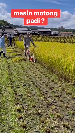 mesin potong padi? | Mumy Shila Tokey Inai
