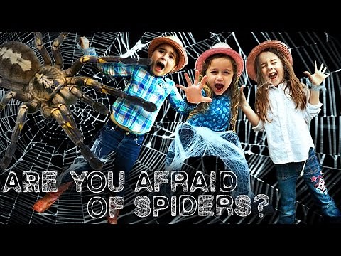 Spiders for Kids - Orb Weaver Spider: Are you Afraid of Spiders?