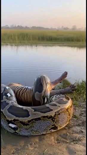 The python covered half of the lion's body as it quickly bit and swallowed the lion. #naturalwildlife #python #tiger | Natural Wildlife