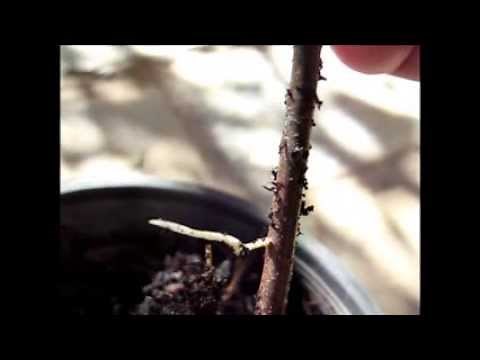 Propagating Jujube Trees from Cuttings