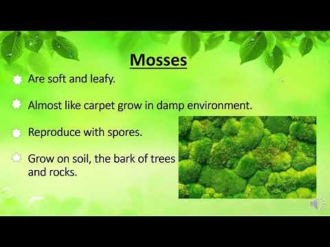 Vascular and Non-vascular plants