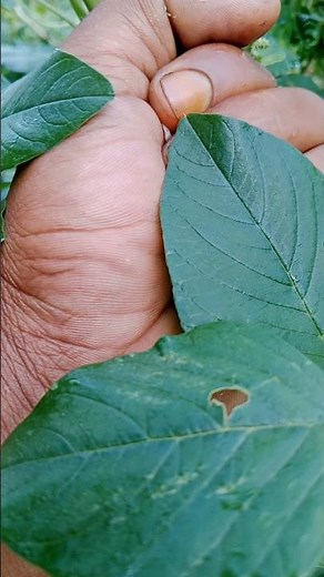 finding a caterpillar cocoon, the process before it becomes a caterpillar#caterpillar#insects#