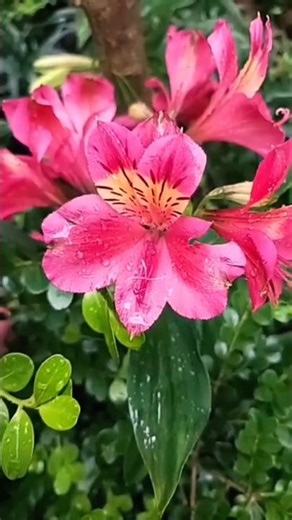 Pink Alstromeria Flower| Shillong Plants| #flowers #garden #nature #peruvianlily #alstromeria