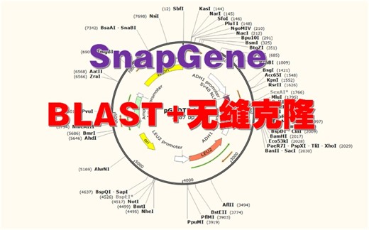 纯干货：SnapGene从BLAST到无缝克隆(同源重组)，超简单的操作！