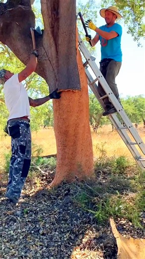 This cork oak tree is a tree that loves being peeled #trees #loves #plants #reelsfbシ | Lee Yumi