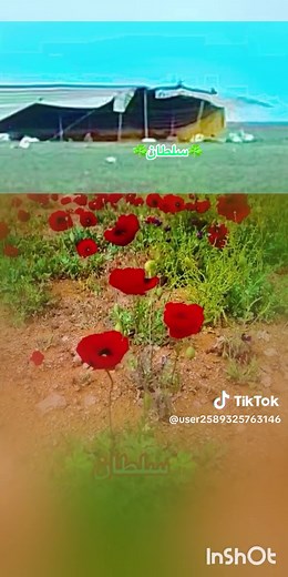 Breathtaking Poppy Field Under Clear Blue Sky