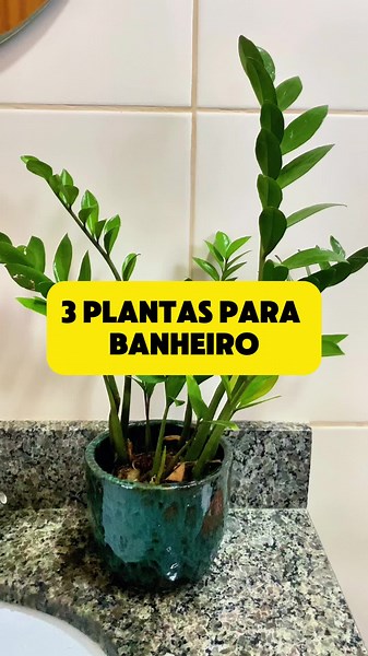 Transforme seu banheiro em um oásis de tranquilidade com essas três opções de plantas! 🌿✨ A Zamioculca é resistente e requer pouca luz, perfeita para espaços com sombra. O Lírio da Paz é conhecido por suas belas flores brancas e sua capacidade de purificar o ar. E a Jiboia Prateada, com suas folhas elegantes, adiciona um toque de sofisticação. Escolha a sua favorita e traga mais verde para o seu ambiente! 💚 #plantas #plantasdecasa #plantasdecasa #jardim