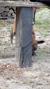 Baby hyena!! | Exploring Alabama