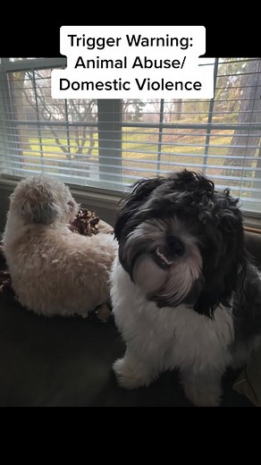 Fighting for Justice for Kirby and Daisy: My Trauma Story