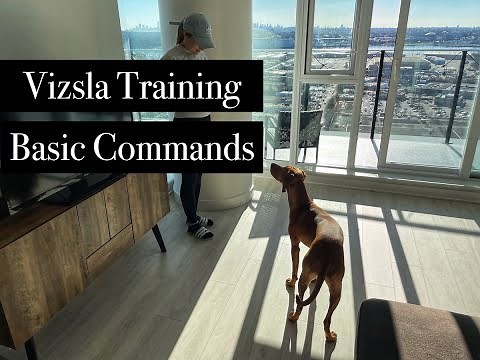 Vizsla Training Basic Commands | 8-Month-Old Vizsla