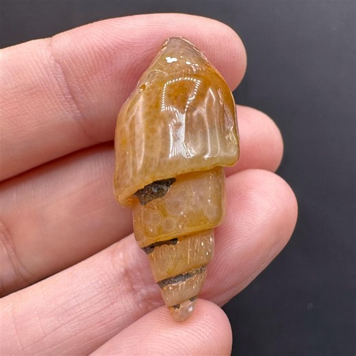 Agatized Moroccan Gastropod Shell - Etsy