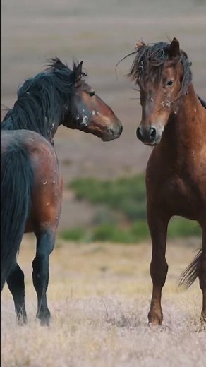 Wild Horse Movie Clip 2022