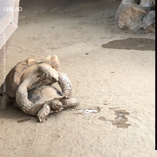 "I was walking and thought I heard bird noises.... It wasn't the birds" 😂😂 | UNILAD