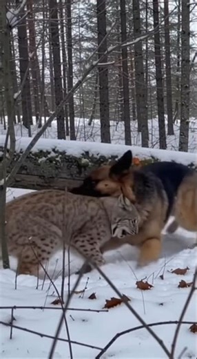 German Shepherd vs Lynx: The Most Dangerous Play? 🐺