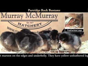 Partridge Rock Bantam Chicks