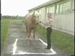 Young Horse Managment: Teaching a Horse to Stand Square