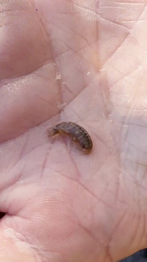 This is must-have Stillwater fly pattern for precise fly tying and successful trout fishing. Check out the full tying tutorial and material list with the provided link: https://www.flyfishfood.com/blogs/stillwater-tutorials/balanced-scud-rocket #stillwater #flyfishfood #scudpatterns | Fly Fish Food