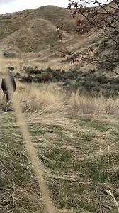 Listen to these Amazing Birdsongs! #nature #birdsounds