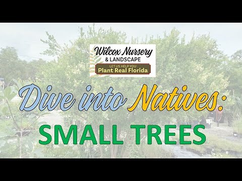 Dive into Natives: Small Trees