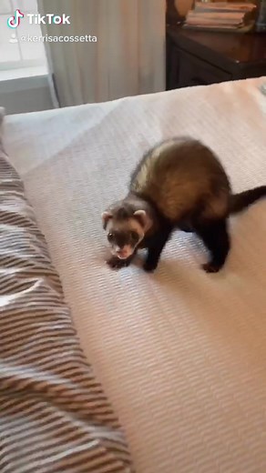 Adorable Ferret Funhouse Clip: The Weasel War Dance