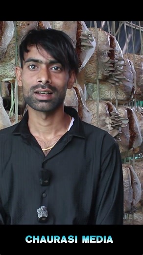 mushroom khethi #shortvideo #farming #agriculture