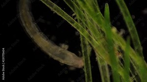 Microscopic Chironomidae (Midge Fly larva) feeds amid aquatic plants.