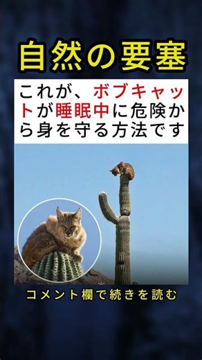 ボブキャットが睡眠中に危険から身を守る方法がこれだ 😲🌵