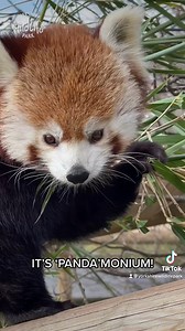 13K views · 993 reactions | It's Red Panda feeding time and we just can't cope with the cuteness. They're SO FLUFFY!❤️ #TurningRed | Yorkshire Wildlife Park | Facebook