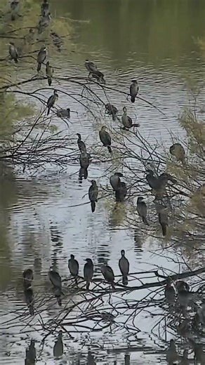 🐦 Wetlands Full of Cormorants