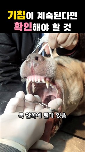강아지 기침, 원인이 여기 있었음