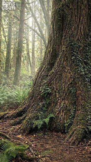 Living in a Hidden Forest Bunker with a Giant Snake