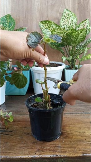 Begonia Plant Care 🌿#begonia #gardening #garden #plants