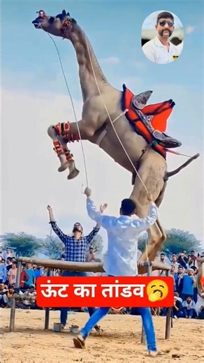 Rajasthani Camel Stunt Show 🐪🔥#RajasthaniCamel #CamelStunt #DesertShow #CamelPerformance#DesertLife
