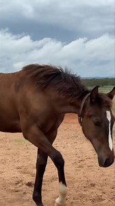29K views · 1.3K reactions | 2024 filly Sire: FLYING COWBOY 123 Dam: CALIENTE CARAMELO (Pandorum X Jess Good Candy) | Fulton Quien Sabe Ranch | Facebook