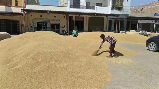 Amidst the drama, the government system became a dwarf, the government procurement of wheat could no