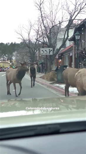 Elk on main street in Estes Park, Colorado. #elk #estespark #estesparkcolorado #Colorado #elkherd #wildlife #animals | Colorado Adventures