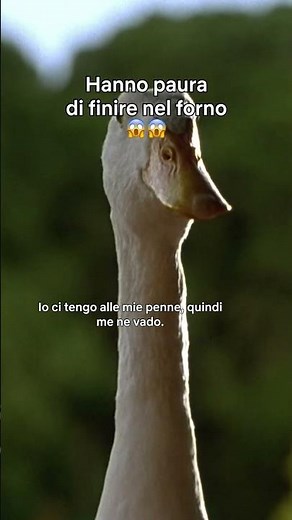 IL MAIALINO AL FORNO 😱🐷 Babe - Il maialino coraggioso | Netflix DOPOSCUOLA