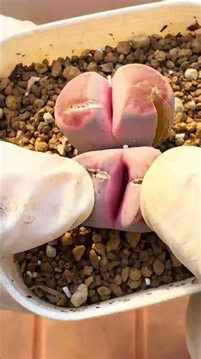 How to Help Your Lithops Split: When and How to Intervene