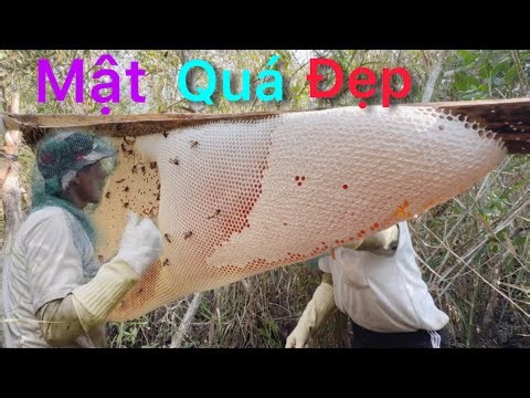 Continued a day in the forest to harvest honey, got many beautiful honeycombs / more than 40 lite...