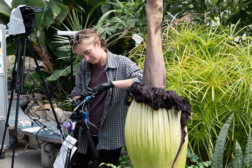 Rare corpse flower bloom aids chemistry research into pollination