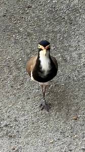Banded Lapwings deal with danger by staying completely still and hoping nobody notices. Bold strategy. Frequently successful. Just not this time 😉 Image description: A Banded Lapwing standing almost motionless on the ground, at Wildlife Habitat, Port Douglas. | Wildlife Habitat Port Douglas