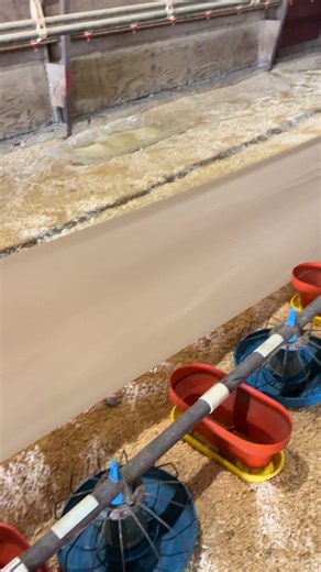 The Joys of Paper Roller in Poultry Farming