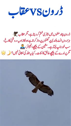 Eagle vs Drone – A Living Sign Beyond Technology#NatureVsTechnology #EagleFlight #CreationOfAllah