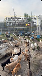 72K views · 2.6K reactions | ❤️‍啕 | The Crazy Cats | Facebook