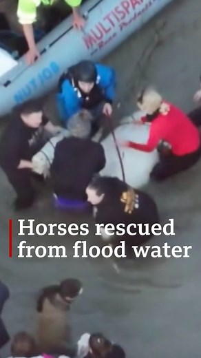 39K views · 309 reactions | Amazing work by volunteers and emergency services to rescue horses and cows trapped in flood water in Loughborough  Sadly two horses died but four were rescued. . . . #bbceastmidlands #loughborough #flooding | BBC Nottingham | Facebook