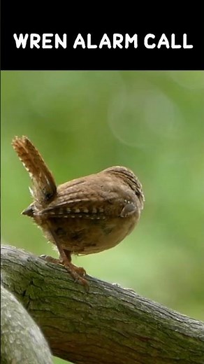 Wren bird alarm call